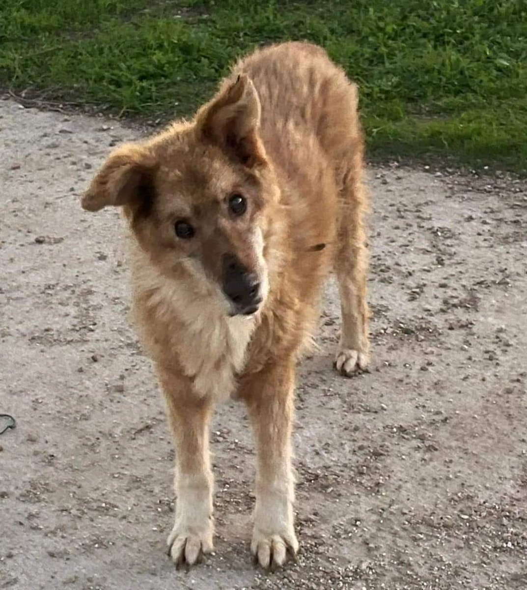 Stregamora (Katia Ruggiero) tweet media