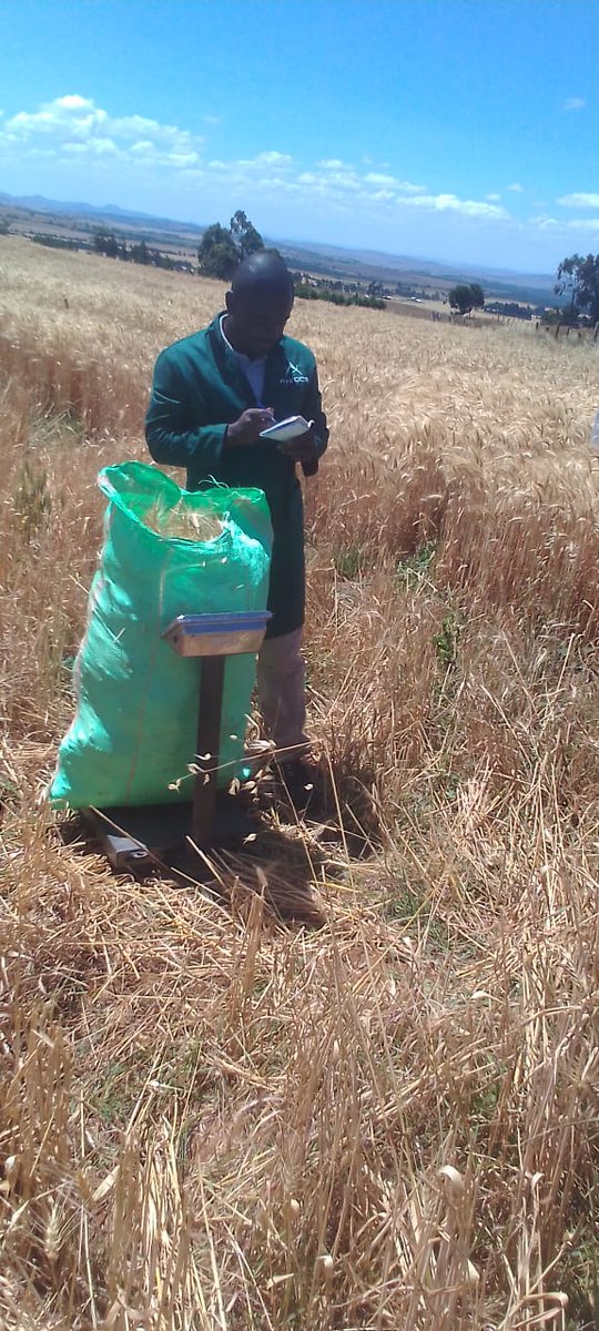 AYEDOSGROUPLTD's tweet photo. Harvest Time!
#wheat #timau
#humusoncomplex #organic #fertilizer https://t.co/G8UUaM0X2f
