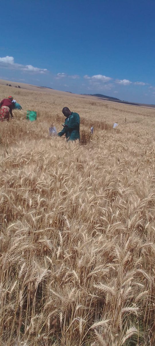 AYEDOSGROUPLTD's tweet photo. Harvest Time!
#wheat #timau
#humusoncomplex #organic #fertilizer https://t.co/G8UUaM0X2f