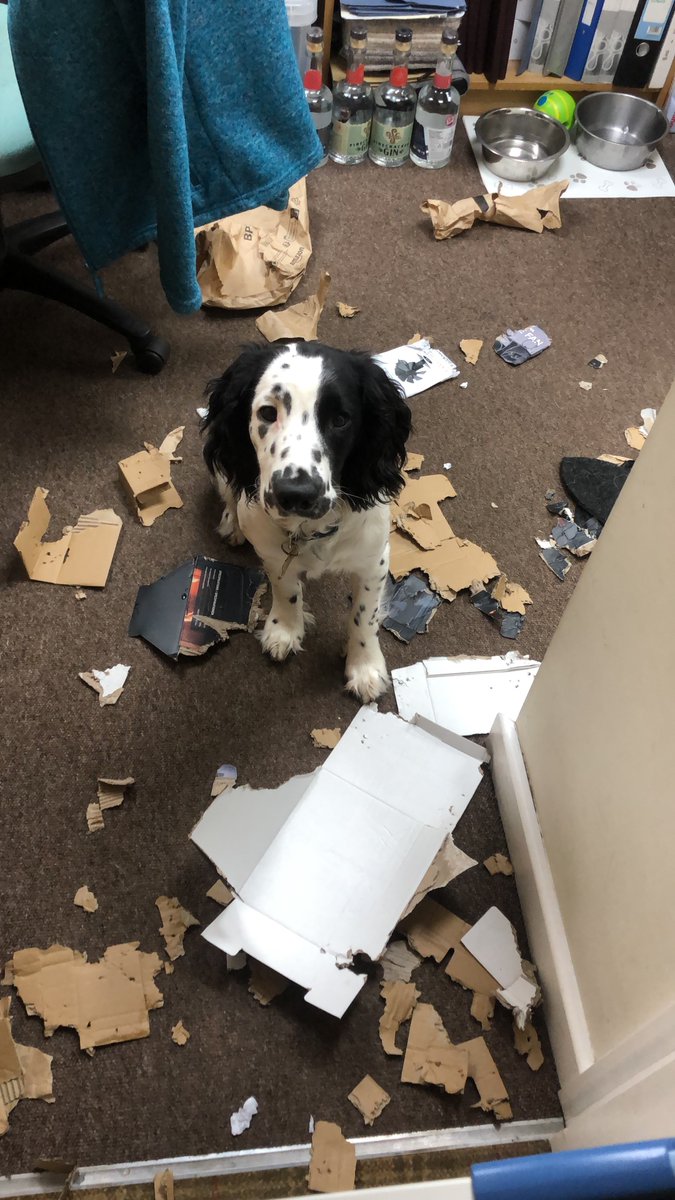 He was only left for 10 minutes... just enough time to demolish a delivery box. 🙈 Since he's pulling his best ‘’Nothing to see here’’ face, we'll let him off just this once. 🐶🐾