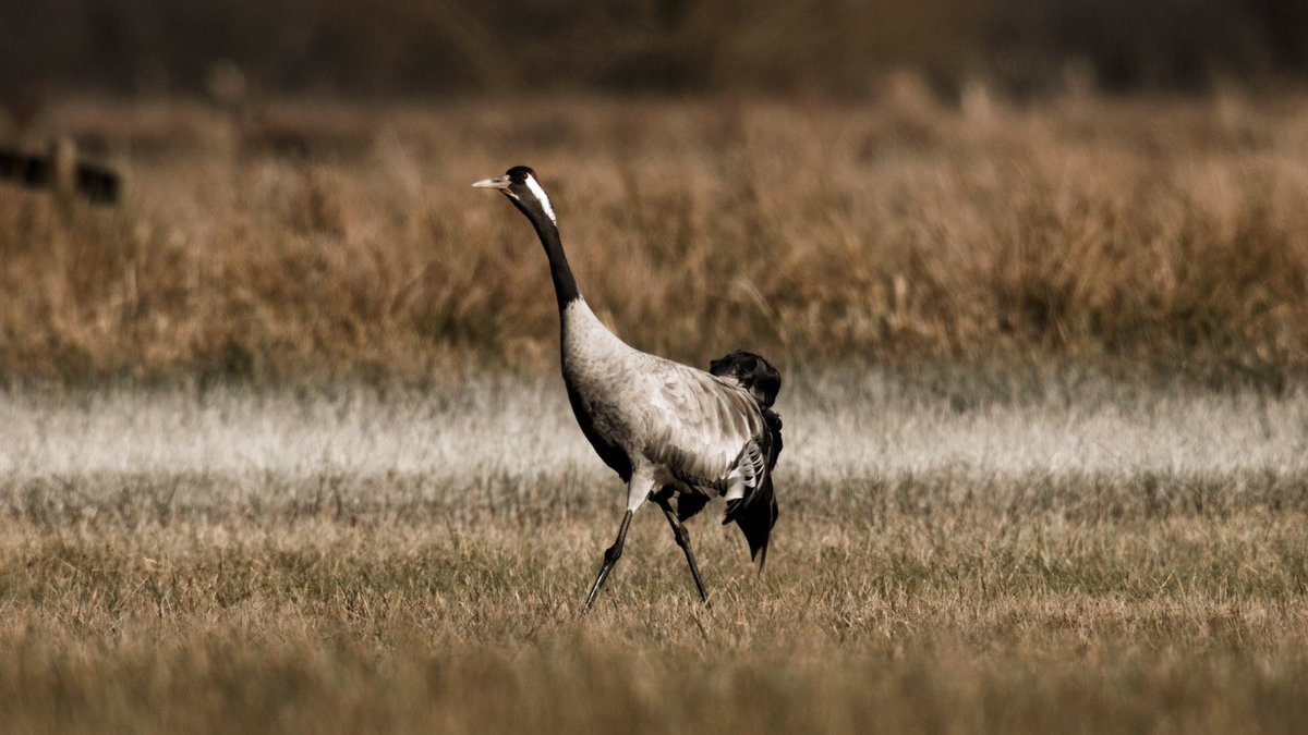 Little behind the scenes video of filming cranes on the Somerset levels for <a href="/Natures_Voice/">RSPB</a>  - youtu.be/S9CNpo63JAU?fe…