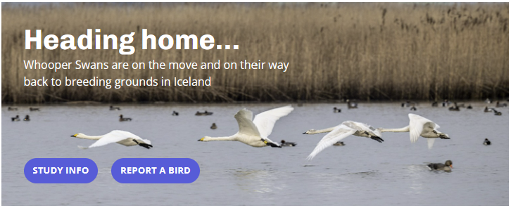They are heading home! Our colour-marked Whooper Swans are migrating back to Iceland, please keep an eye out for our colour-marked birds. White leg rings can be reported to waterbirdcolourmarking.org/report-a-bird-…