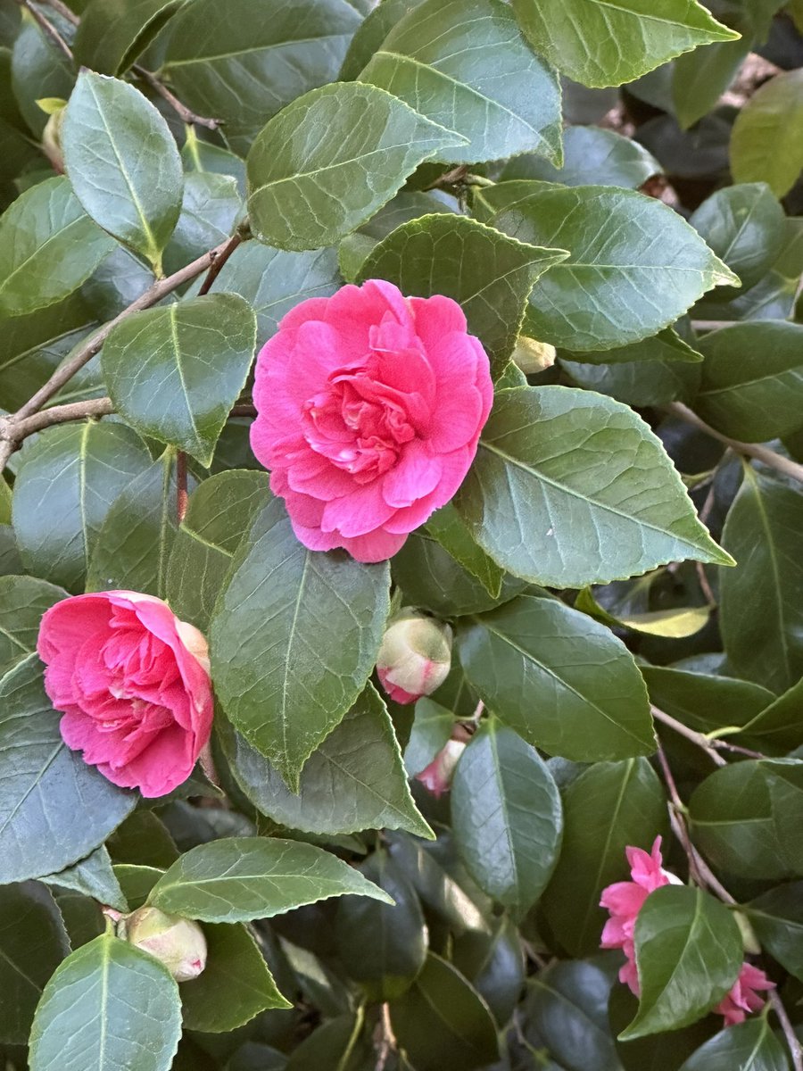 Dominik Begerow tweet media