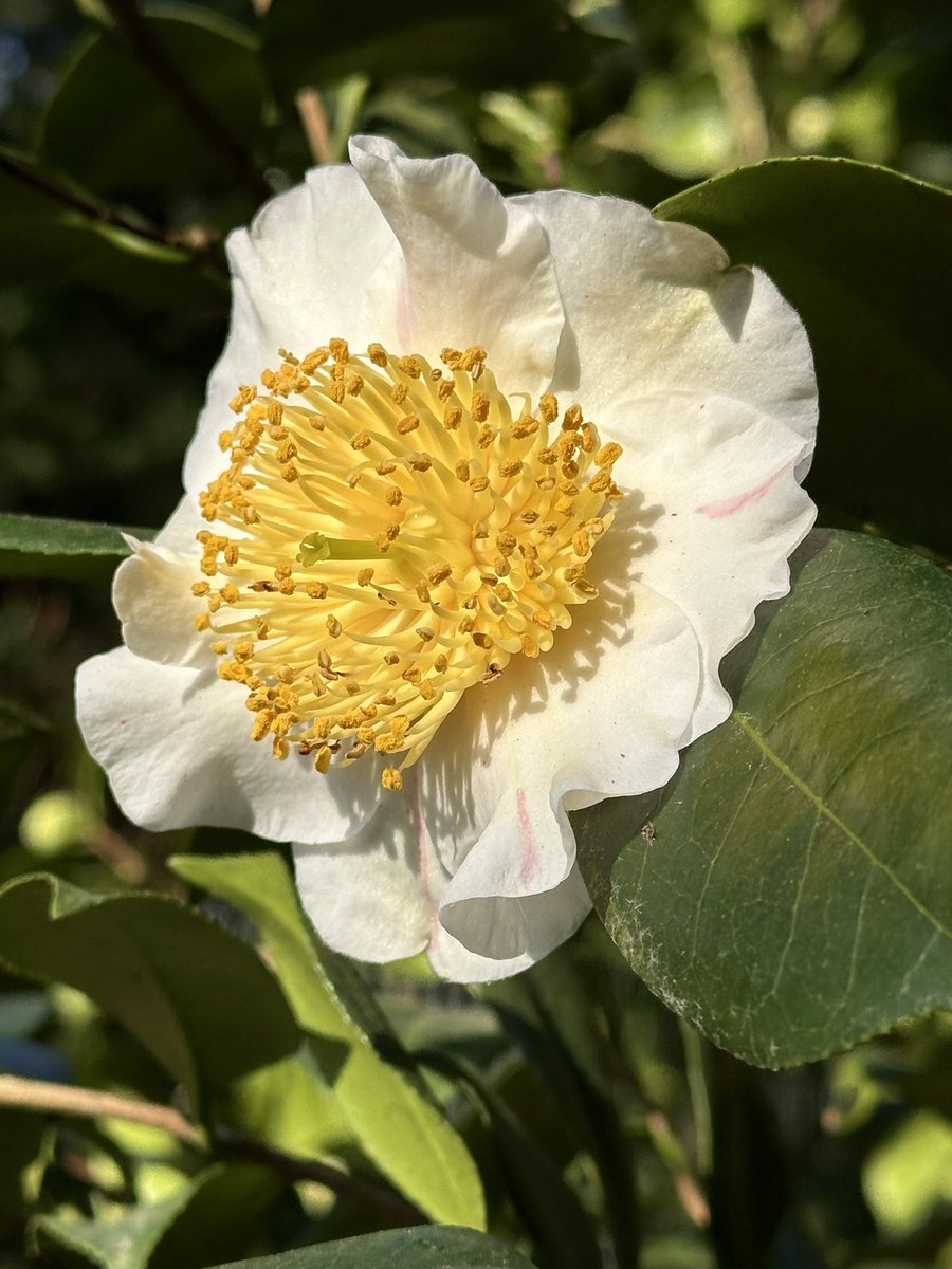 Dominik Begerow tweet media