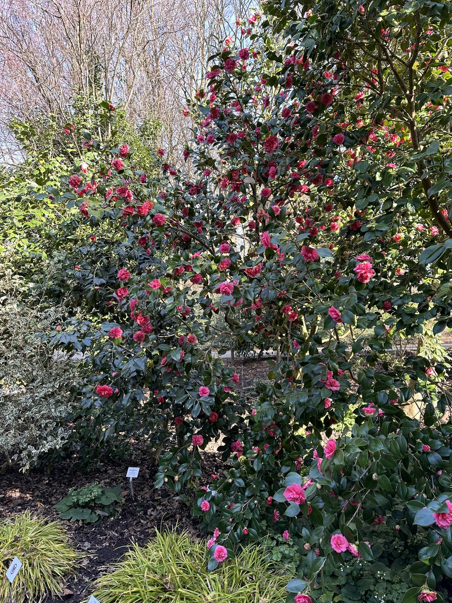 Dominik Begerow tweet media