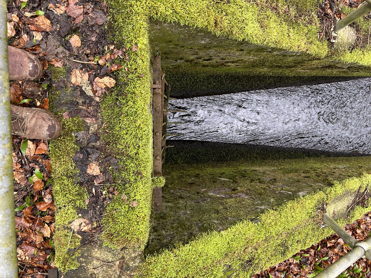 LisaPinney's tweet photo. Great to be back on site this morning seeing culverts we maintain beneath coal spoil in a woodland area. @CoalAuthority colleagues/contractors regularly do this walk/steps to inspect/maintain them - typical of range of conditions/terrain our people work in to protect the public https://t.co/eGrVbXekeg