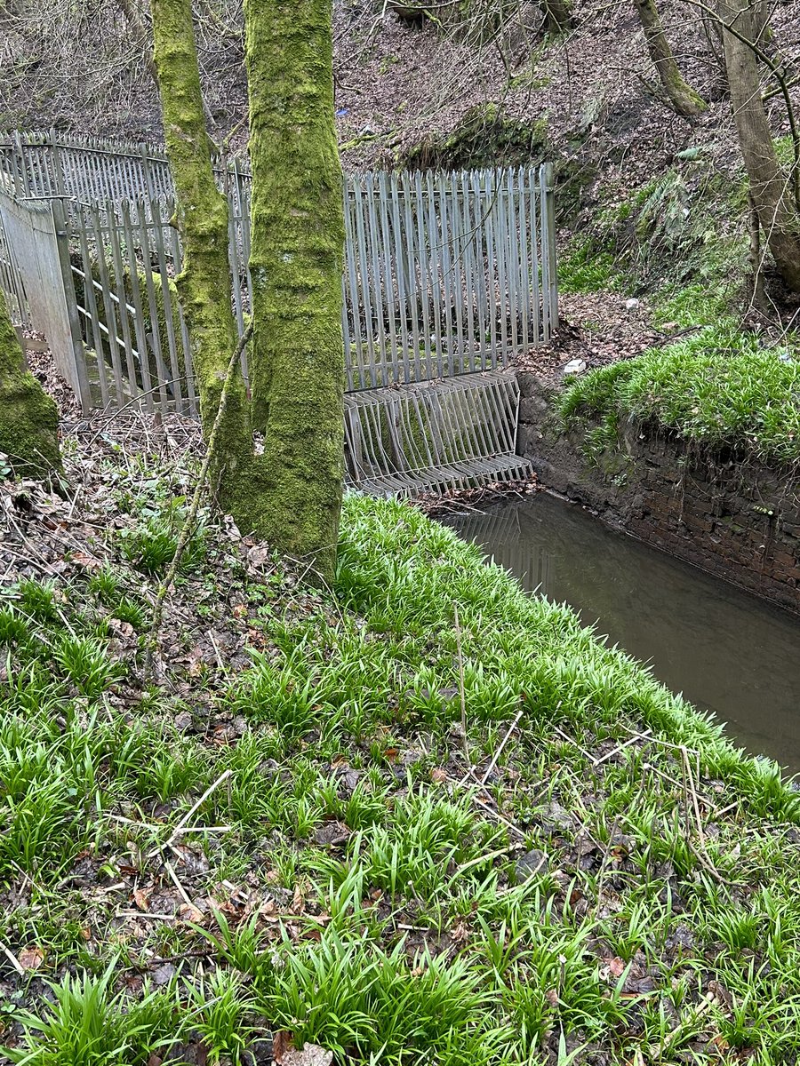 LisaPinney's tweet photo. Great to be back on site this morning seeing culverts we maintain beneath coal spoil in a woodland area. @CoalAuthority colleagues/contractors regularly do this walk/steps to inspect/maintain them - typical of range of conditions/terrain our people work in to protect the public https://t.co/eGrVbXekeg