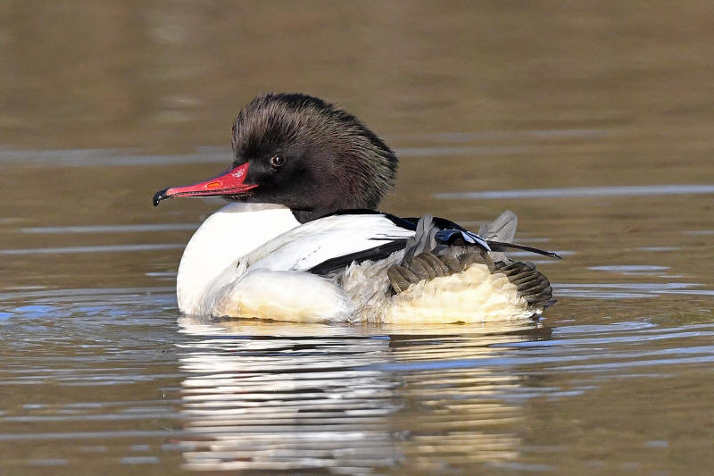 March 5th - 7th: HIGHLIGHTS: Black Redstart, Goosander, Goshawk, Red Kite, Short-eared Owl. Visit: thebirdsofsouthgloucestershire.co.uk 📸 Courtesy of @MarkColler