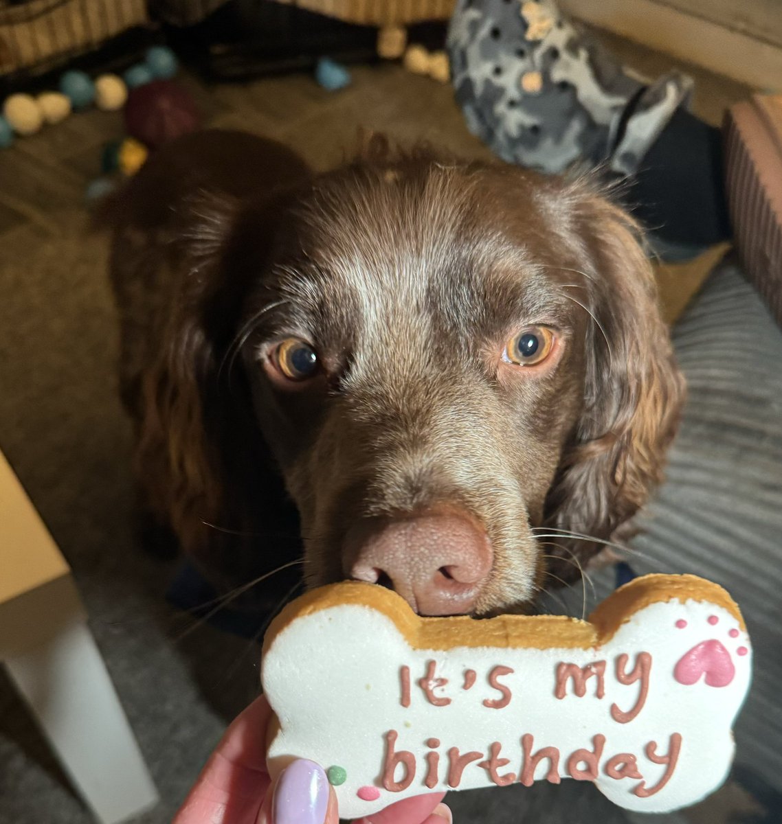 chelle_1107's tweet photo. Happy birthday Bruno 🐾 https://t.co/woddz3OCLh