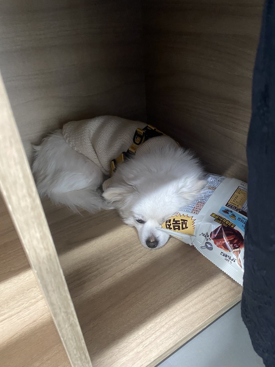 보스네 🤍비누가족찾아요!🤍 tweet media