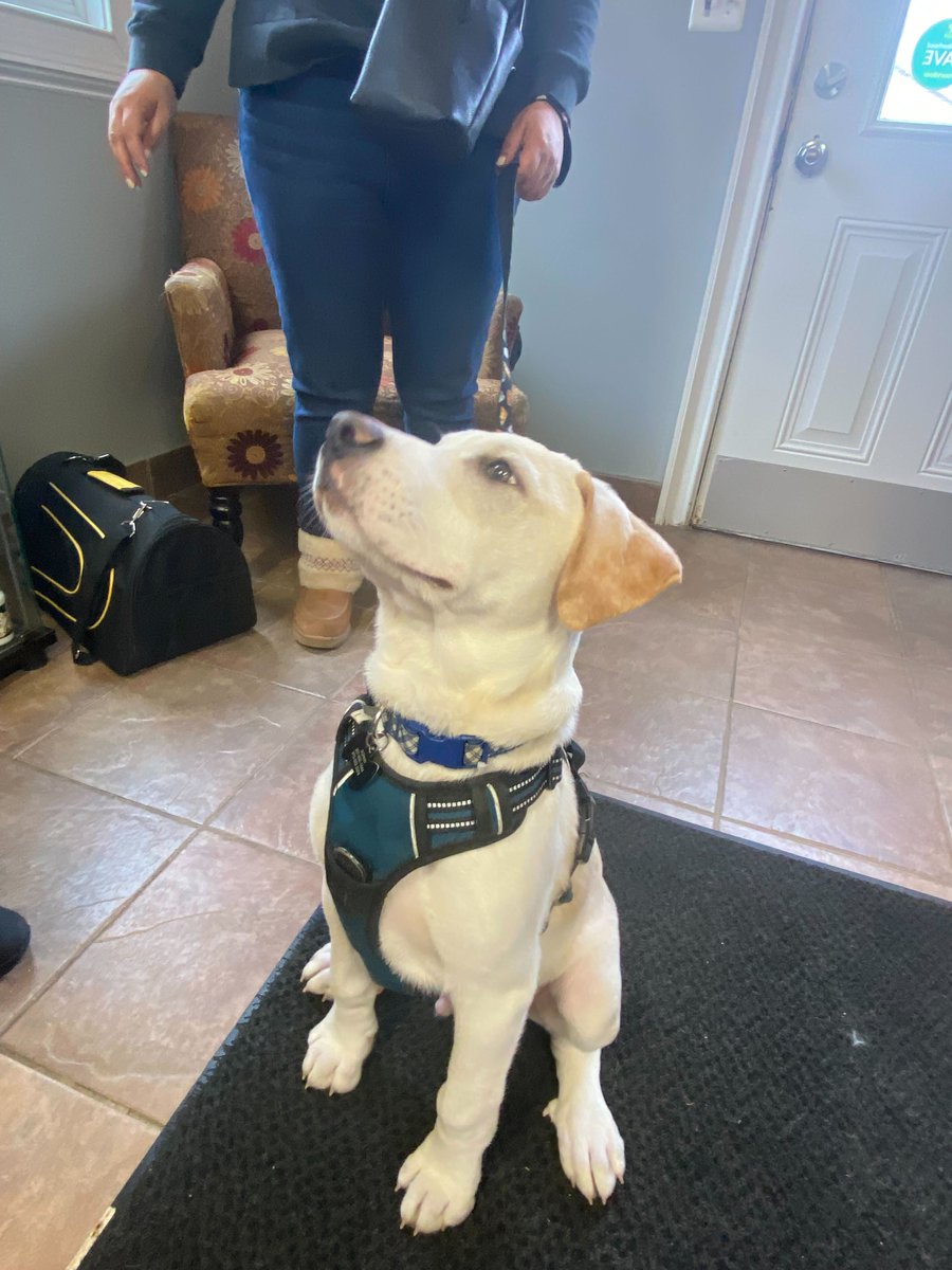 MtnViewVets's tweet photo. Sonny's first visit to MountainView! What a good boy. https://t.co/pH828EQz0i