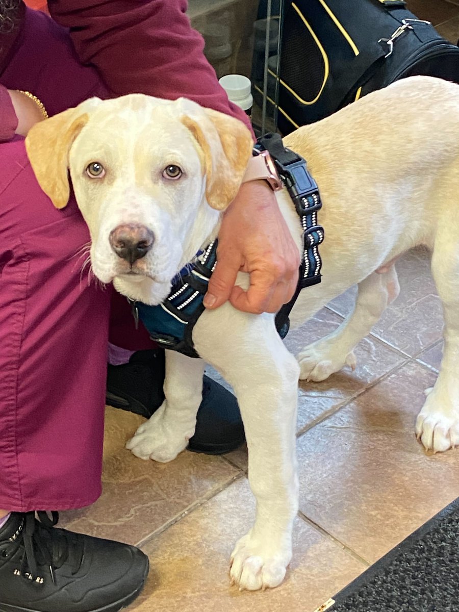 MtnViewVets's tweet photo. Sonny's first visit to MountainView! What a good boy. https://t.co/pH828EQz0i
