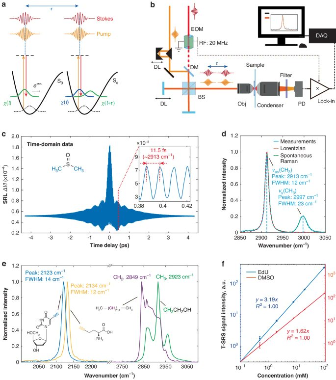 #LSA_Highlight: [Research Article] Transient stimulated Raman scattering spectroscopy and imaging. @PKU1898 #Biophotonics #Raman_spectroscopy nature.com/articles/s4137…