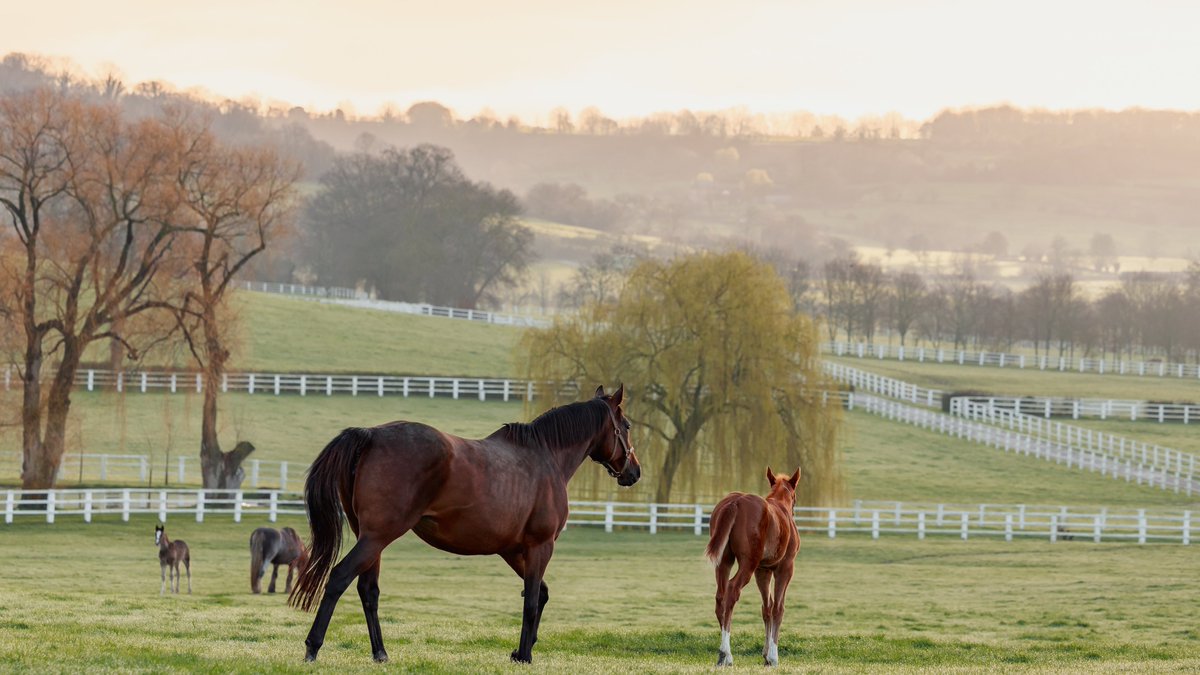 AgaKhanStuds's tweet photo. #Candara with her colt foal by #Zarak warming up on the last days of winter at Haras de St Crespin.

#Candara's first 3 foals are all Stakes winners and they include Gr.1 placed Candarliya, herself a black type producer. Candara will visit Champion #Vadeni this year. #FoalFriday https://t.co/8HZJmAllOq