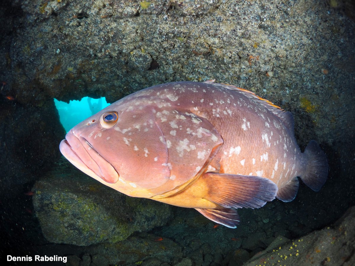 The camera housing is back, and all seems to be solved.
Big thanks to <a href="/onderwaterhuis/">Onderwaterhuis.NL</a>
I have also been able to use the new <a href="/panasonic/">Panasonic</a> Lumix G 8mm Fish Eye lens.
I need a bit of practice, but the #groupers are great posers.
Are you coming to also photograph this great #fish here?