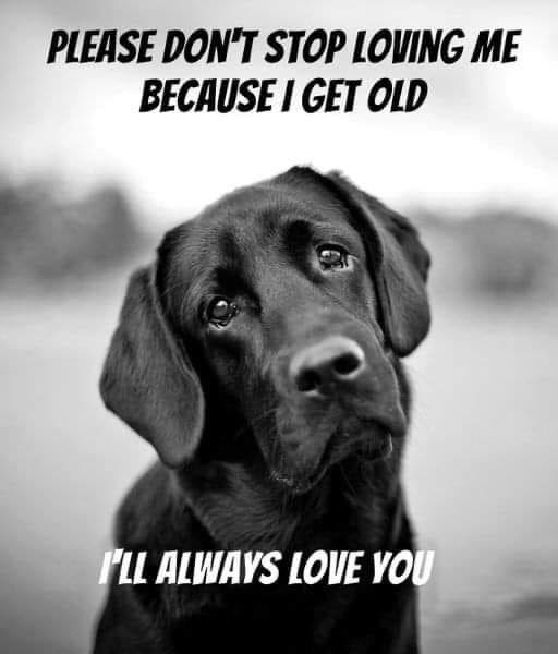 DogLovers03's tweet photo. Don't stop loving me because I get old, I'll always love you 🥺 https://t.co/la7FDgBduZ