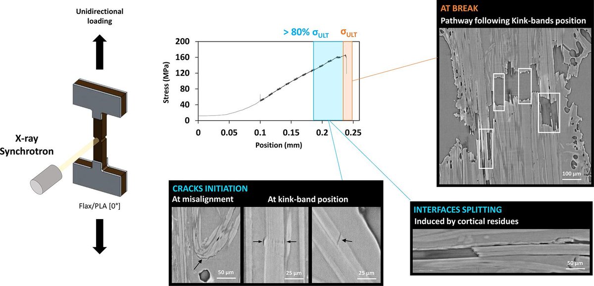 📰 New #paper in Composites Part A: Impact of flax fibre features on composite damage observed through micro-CT investigations ▶️ authors.elsevier.com/c/1ijRY,UwqXfB… 🆓 free access to full text until 27 April