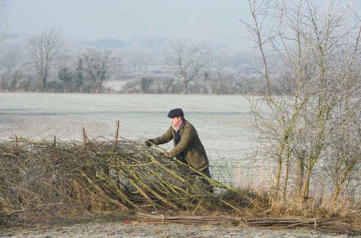 ** FREE** hedge laying course in #dkhwood 6-22Mar. Come and learn this ancient technique with master hedge layer @robertspcole. We'll create new habitat. 6 days to choose from - come to as many as you like. Book on eventbrite: eventbrite.co.uk/cc/hedgerow-he… #hedgerowheroes #hedgelaying