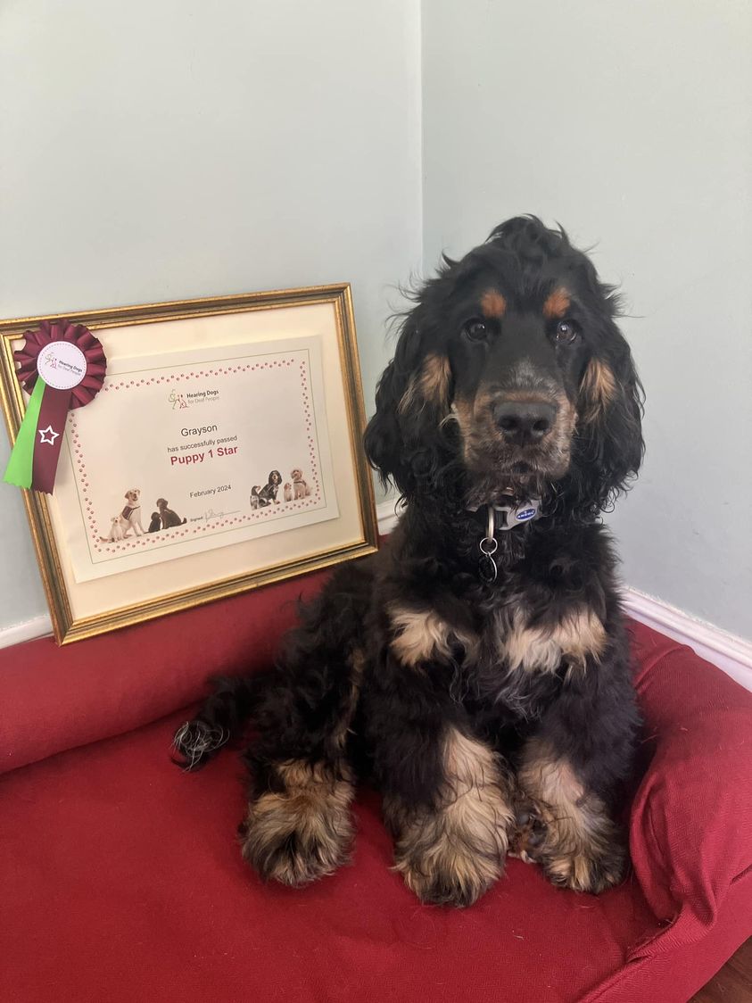 Spaniel Puppies Cocker Spaniel Needs New Home Sale Cocker Spaniel Female  Rescue Store Black Friday, image size:843x1124