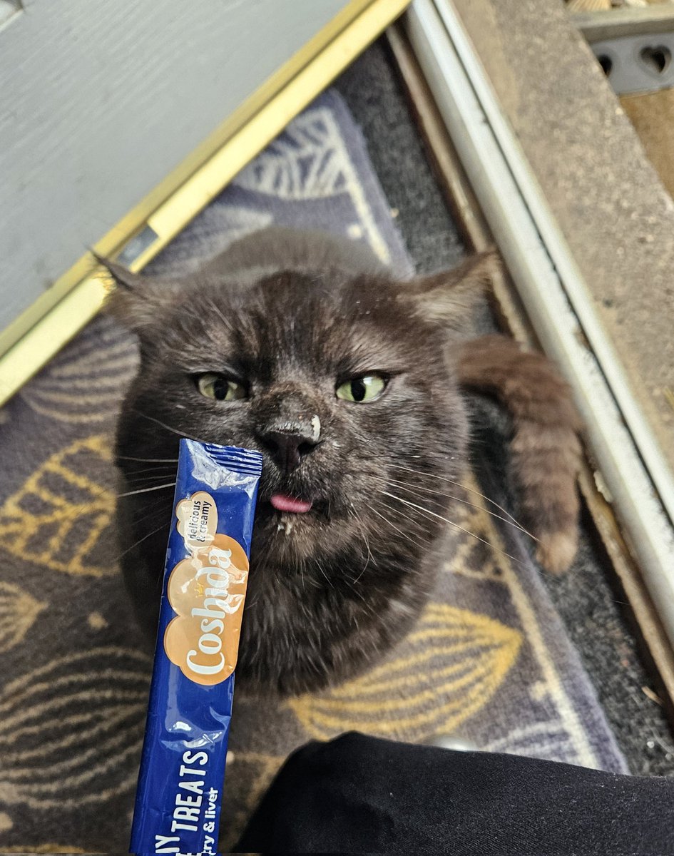 twistedlogic86's tweet photo. @LidlGB I think its safe to say our little feral friend is addicted to the Lidl creamy treat sticks 😂 https://t.co/A7GAWb1noS