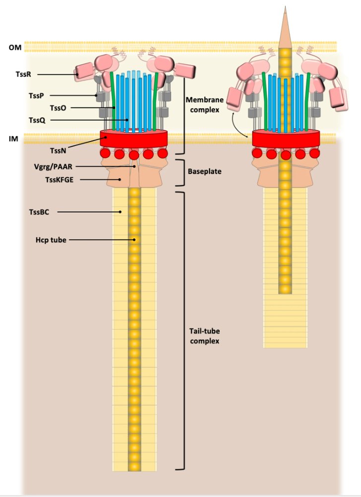 Assembly of a unique membrane complex in type VI secretion systems of Bacteroidota #bacteria

<a href="/VN2Mteam/">VN2M team - Durand lab</a> @lcb_officiel <a href="/Inserm/">Inserm</a> <a href="/CNRSbiologie/">CNRS Biologie</a> <a href="/GeiselMed/">Geisel School of Medicine at Dartmouth</a>

#microbiology

nature.com/articles/s4146…