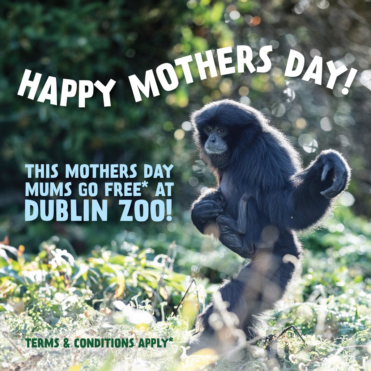 Dublin Zoo tweet media