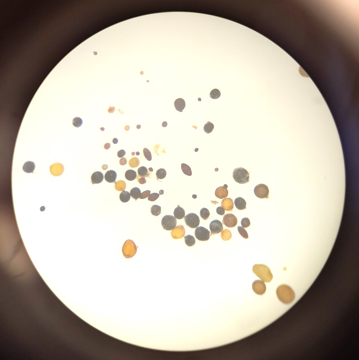 Looking at some spores from the agricultural fields today :)