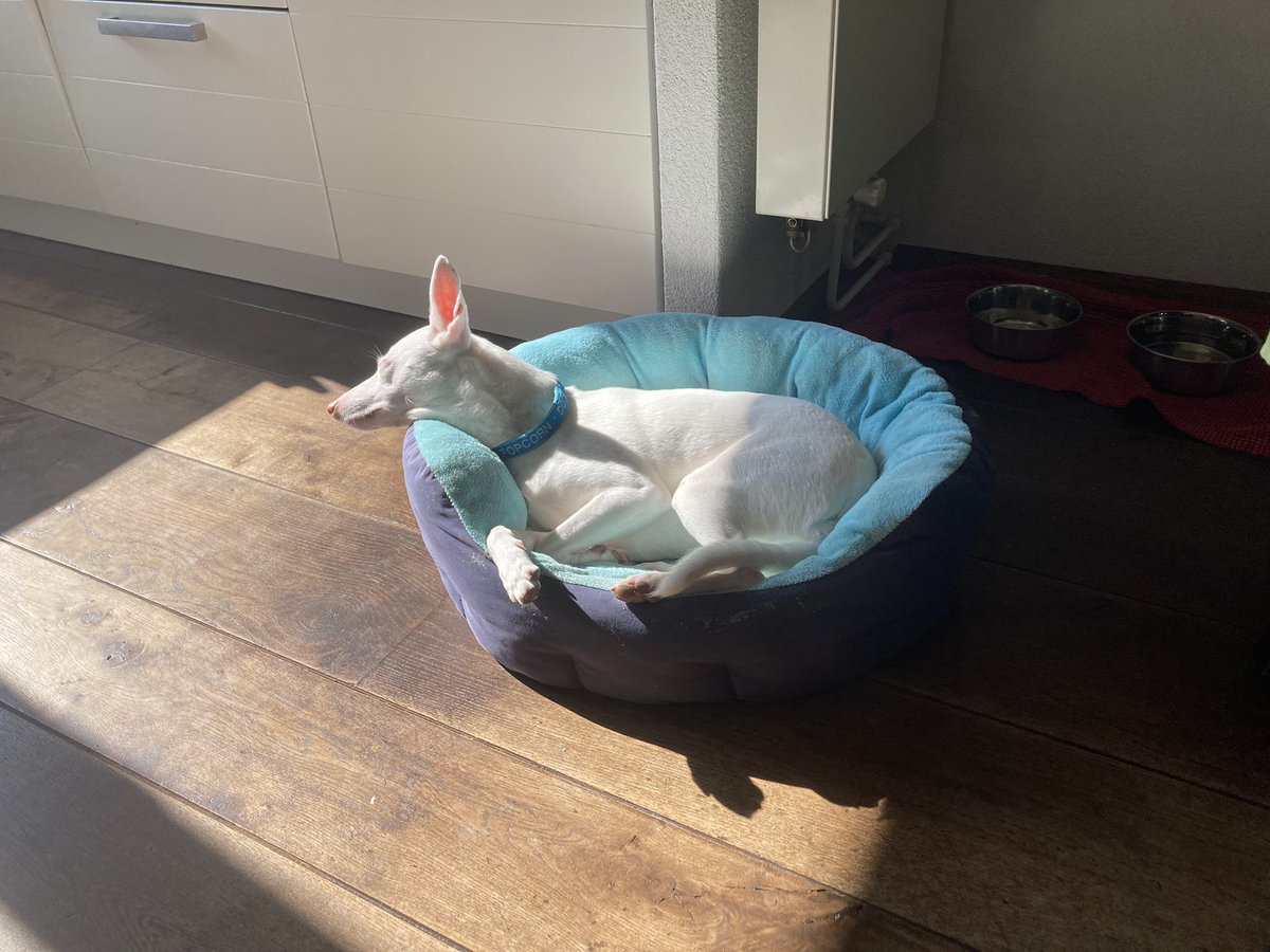 ediblethings's tweet image. My dog’s usually very picky about where she lies, preferring sofas w cushions When we turned from the dining room table, we saw her sunbathing on the wooden floor. The Big Guy took pity, &amp;amp; put her bed in the sunny patch. She’s eyed it with suspicion for 1/2 hr. Now it’s worthy