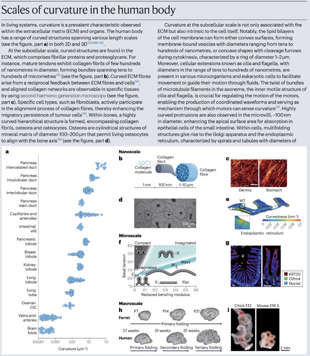 Sylvain GABRIELE (@gabrielesylvain) on Twitter photo Our Review on multiscale curvature is out in <a href="/NatRevPhys/">Nature Reviews Physics</a> with <a href="/LucianoMarine1/">Luciano Marine</a>, <a href="/CaterinaTomba/">Caterina Tomba</a> and <a href="/RouxLab/">Roux Lab</a> : How multiscale curvature couples forces to cellular functions ?
rdcu.be/dADWz Our Review on multiscale curvature is out in <a href="/NatRevPhys/">Nature Reviews Physics</a> with <a href="/LucianoMarine1/">Luciano Marine</a>, <a href="/CaterinaTomba/">Caterina Tomba</a> and <a href="/RouxLab/">Roux Lab</a> : How multiscale curvature couples forces to cellular functions ?
rdcu.be/dADWz