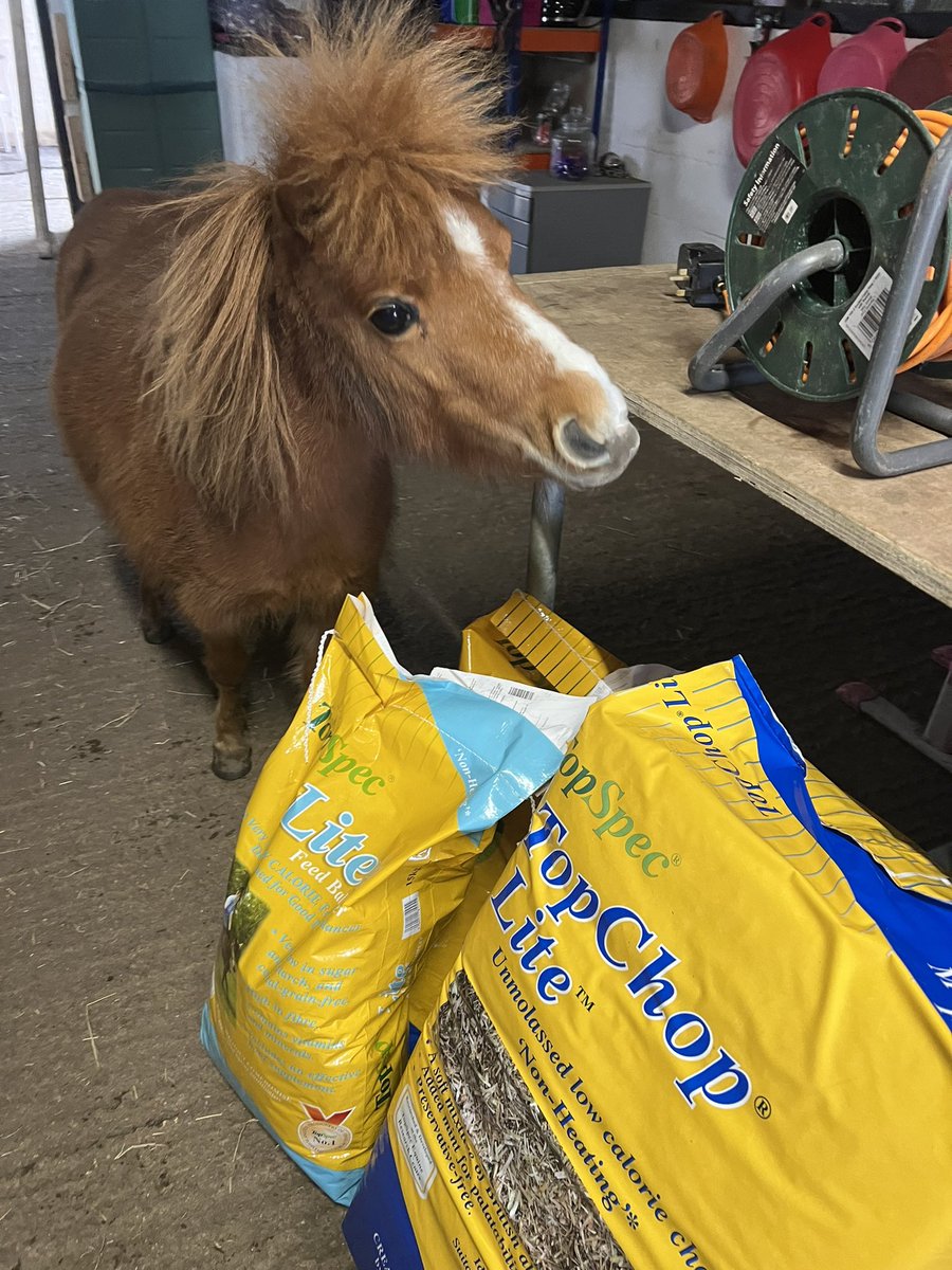 Therapony4's tweet photo. @TopSpec2 Boo was really pleased I had been food shopping!! https://t.co/eztz5amcSp