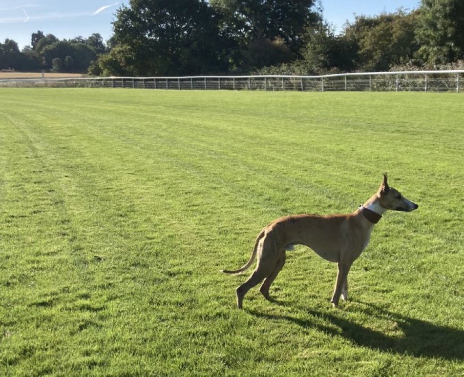 Fergal O'Brien Racing (@fobracing) on Twitter photo Willie the whippet is missing, he was last seen in Adlestrop (GL56) yesterday afternoon
Any info please contact <a href="/AntheaMorshead/">Anthea Morshead</a> Willie the whippet is missing, he was last seen in Adlestrop (GL56) yesterday afternoon
Any info please contact <a href="/AntheaMorshead/">Anthea Morshead</a>