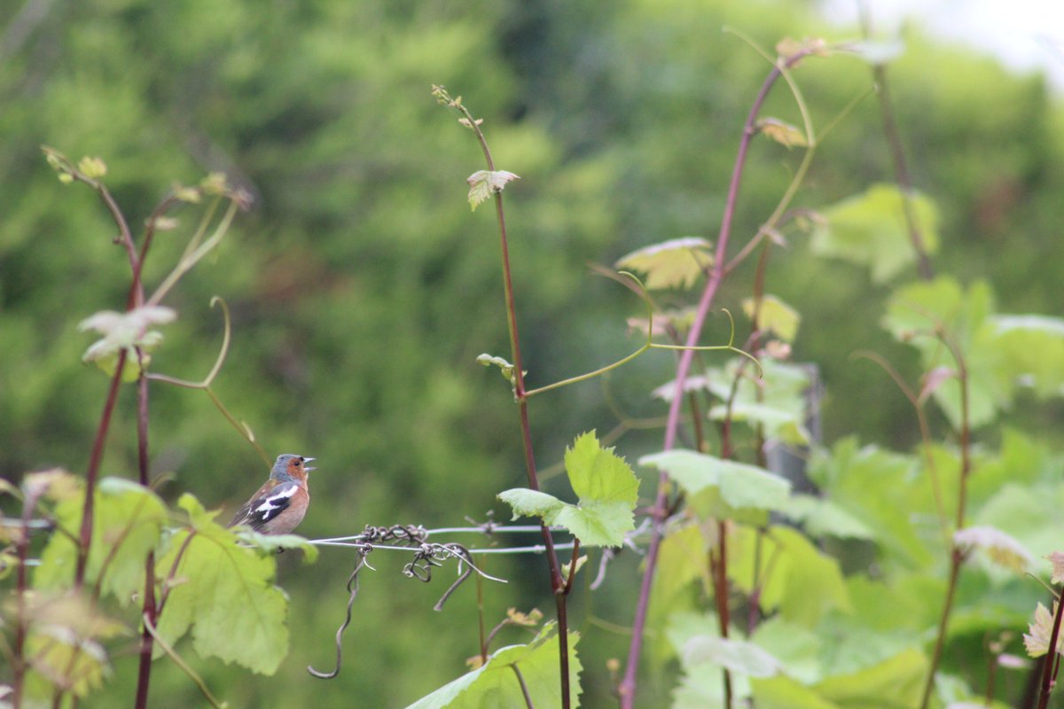 1/6 Delighted to be introducing our #soundscapes in English vineyards research today at #CEEC24 @ueaceec What connects birds, bird song, soundscapes and vineyards? 🕊️🎶🍷 @LynnDicks @_SimonButler | #ornithology