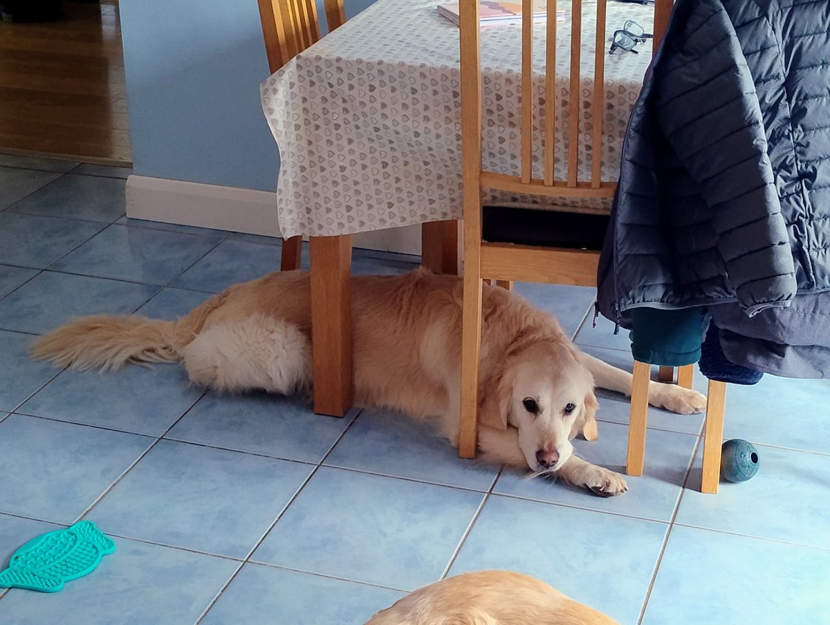 kitteridge_lisa's tweet photo. Cooper there's an easier way to reach your treat ball you know! 

#makeithardforyourself
#easyoption https://t.co/T0QqXhZmbp