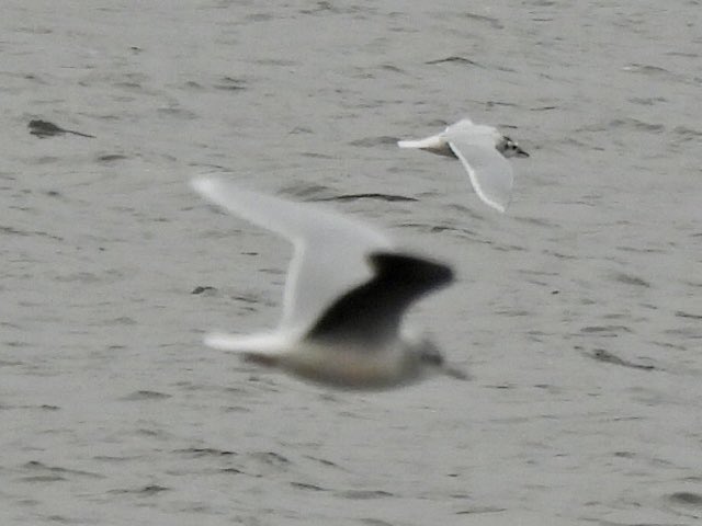 marburypatch's tweet image. The easterly winds brought 4 early Little Gulls still in winter plumage to Budworth Mere @marburypatch this morning found by @Johngregory100 Also present were around 10 Sand Martins