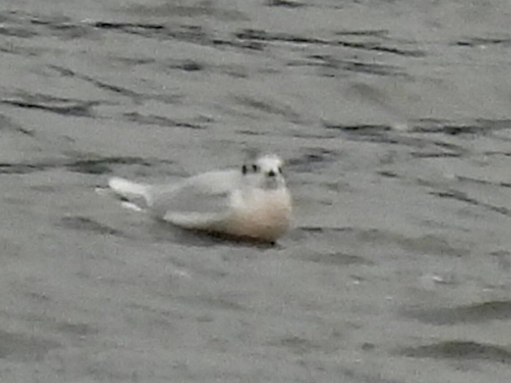 marburypatch's tweet image. The easterly winds brought 4 early Little Gulls still in winter plumage to Budworth Mere @marburypatch this morning found by @Johngregory100 Also present were around 10 Sand Martins