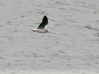 marburypatch's tweet image. The easterly winds brought 4 early Little Gulls still in winter plumage to Budworth Mere @marburypatch this morning found by @Johngregory100 Also present were around 10 Sand Martins