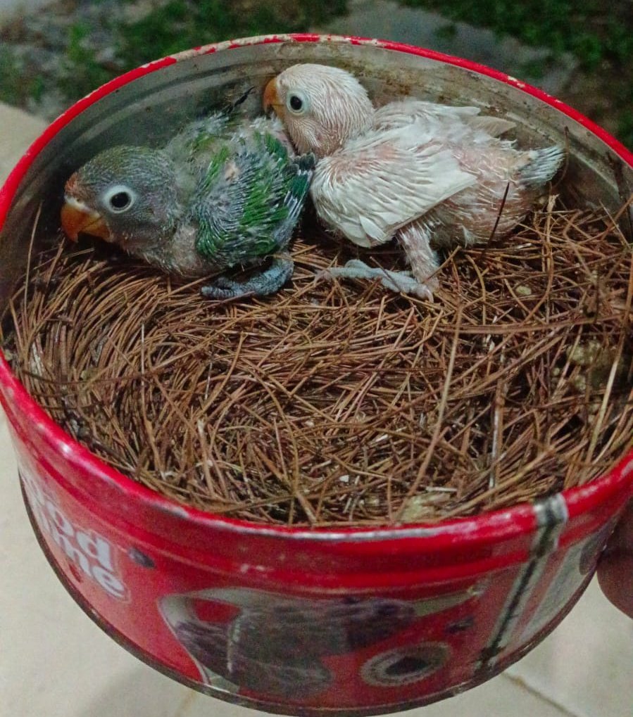 Memasuki fase fase

Iseng tuku indukan 
Sinau nang yutub
Eh netes tibak e. 

:)))