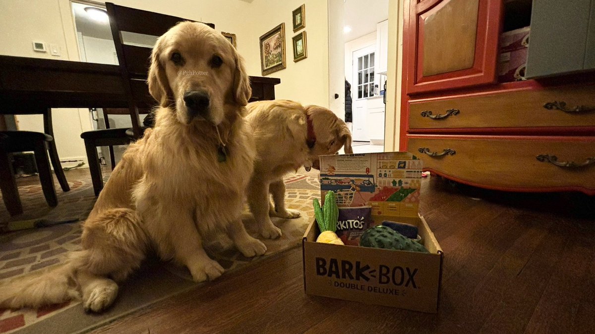 Me and @PghWalker got a @barkbox. This is the best day EVER!!!!!!!!!!!!!!!!!!!! #SoLucky #SuperGoodestBoys #YAAAYYYYYY

#DogsOfTwitter #GoldenRetrievers