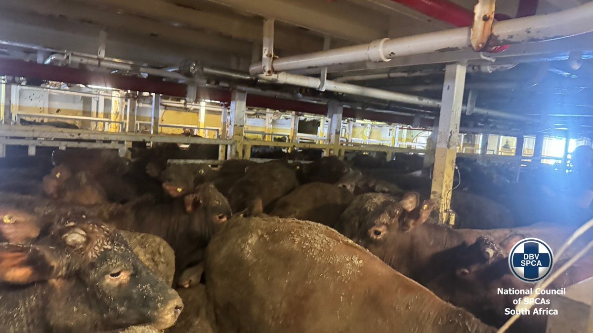 Words can't do this level of suffering justice. We have to #BanLiveExports. Photos from @NSPCA_SA - when they boarded the Al Kuwait in Cape Town. 15,000 cattle were on board. They started their journey in Brazil, docked in Cape Town to restock feed, then on to Iraq.