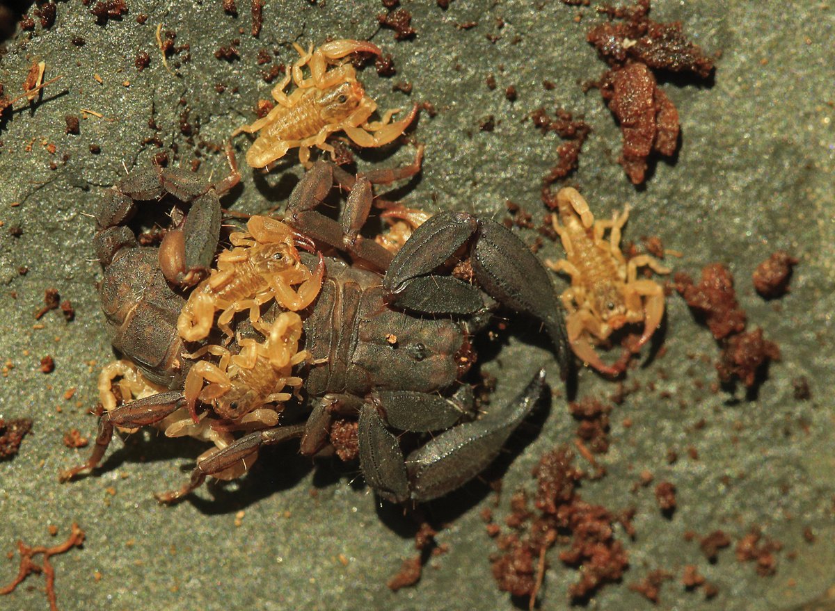 ZooKeys_Journal's tweet photo. A new scorpion species is described from Kaeng Krachan National Park, Phetchaburi Province, Thailand. Find out more about it here: https://t.co/PaodspJH8j

#newspecies #scorpion #arthropods @NWarrit @ChulalongkornU @mendelucz @Sorbonne_Univ_ https://t.co/kmm2knUUox