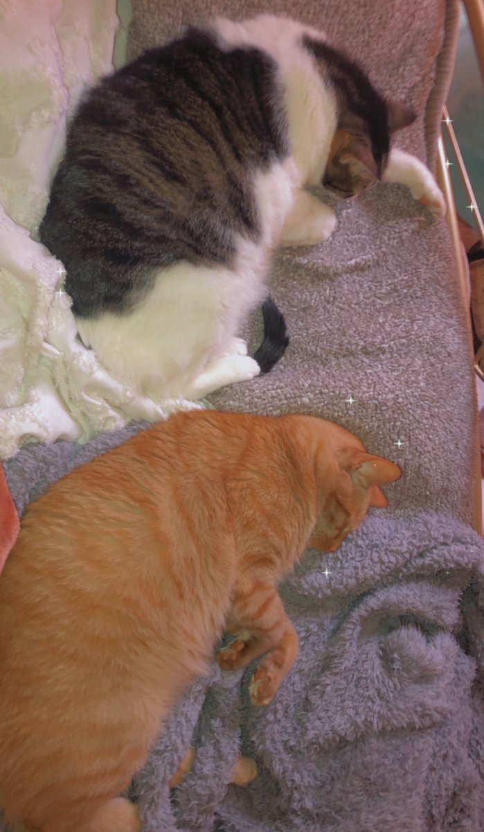 crying bc the 2nd looks like my boys, the tabby passed in April &amp; we both miss him sm 🥲