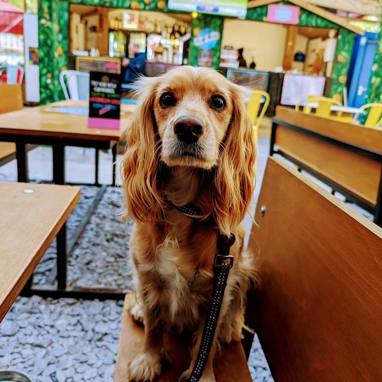 Mell Square wouldn't be Mell Square without seeing your pooches out and about!

We really do love seeing your shots #MellSquare 🧡

📸 IG @luna_the_cocker_spaniel_2020

#MellSquare