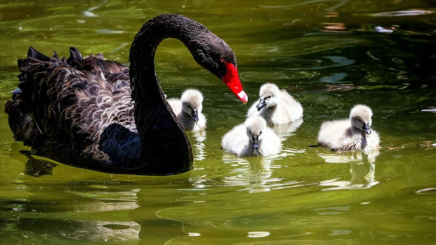 solcugazete's tweet photo. Ankara Kuğulu Park'ta 5 yavru kuğu dünyaya geldi. https://t.co/uoaG0EPMD4