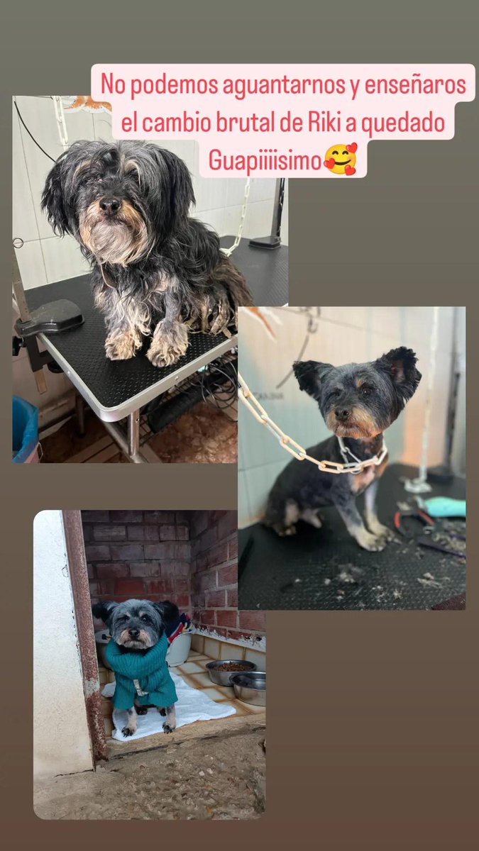 PatitasJaen's tweet photo. Después de nacer de nuevo...
Ya el cambio brutal ha sido su corte de pelo y su baño 🥰 está guapísimo https://t.co/wdL2YQFYtB