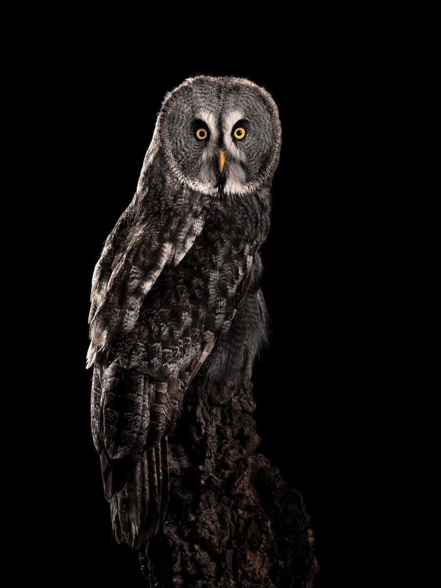 WheelhousePhoto's tweet photo. New photos: Owl and Falcon Studio Photography Shoot, featuring my favourite bird, the great grey owl…
https://t.co/1l2FcUV5h3 https://t.co/uxMnFiOuHP
