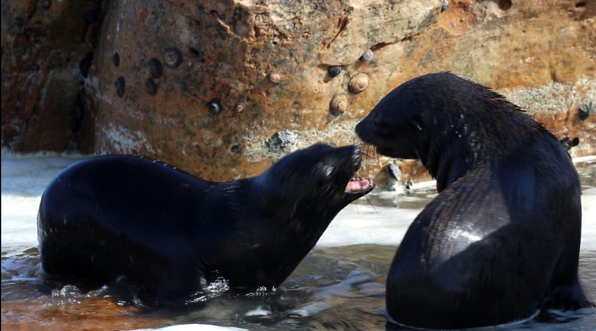 Paper out in @Ecol_Evol: first ever recordings of Cape fur seal pups barking shows regular #rhythms are already present in pups, but differ from adult female barking rhythms. doi.org/10.1002/ece3.1…. Thanks to @MPI_NL for #OpenAccess funding. #bioacoustic #ecology #marineMammal