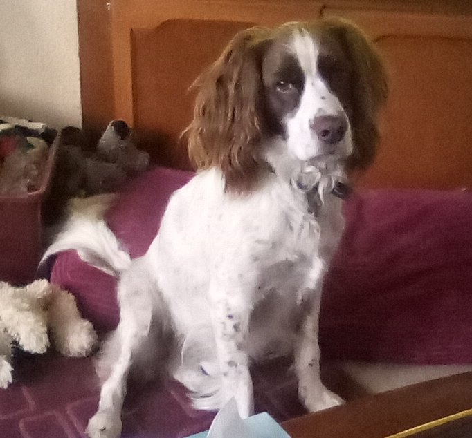 martin21291's tweet photo. Hello from me and Billy Spaniel https://t.co/wUgILW5Asj