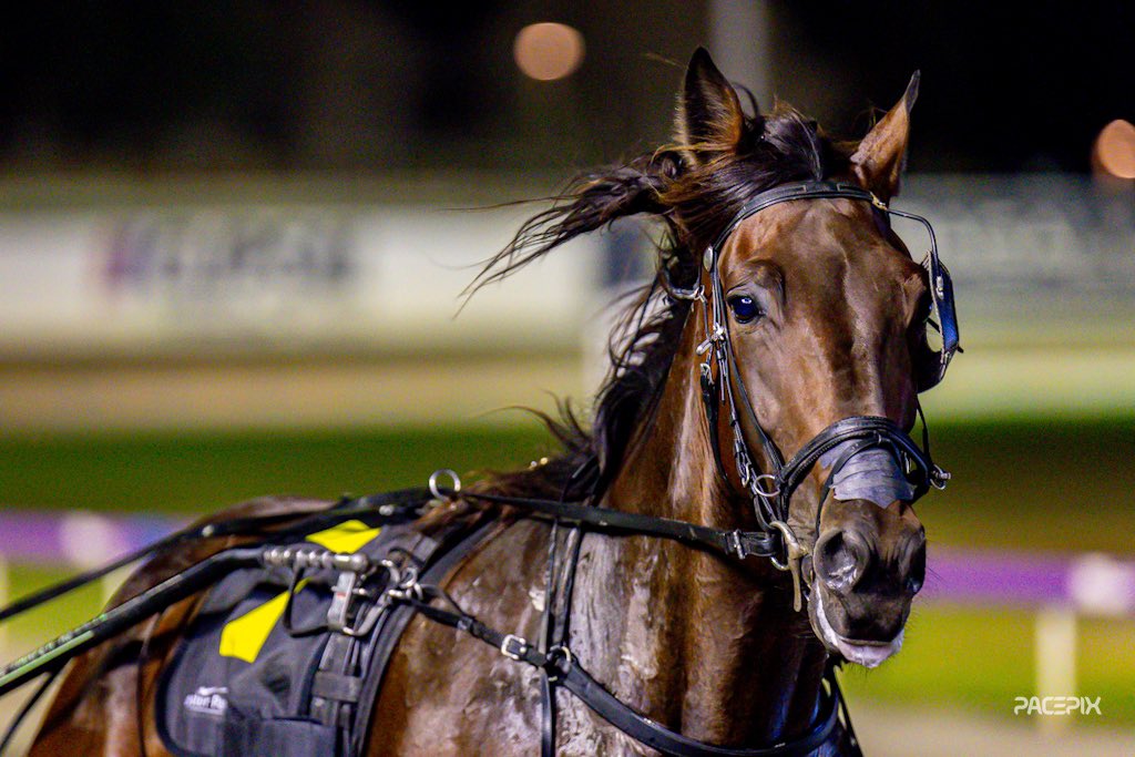 GloucesterPark's tweet photo. It was vintage Lavra Joe on display tonight! 

Three wide in a slick lead time, faced the breeze, kicked strong. Wins.

#GloucesterPark | 📸: @Pacepix_Au https://t.co/4ptvVy10m3