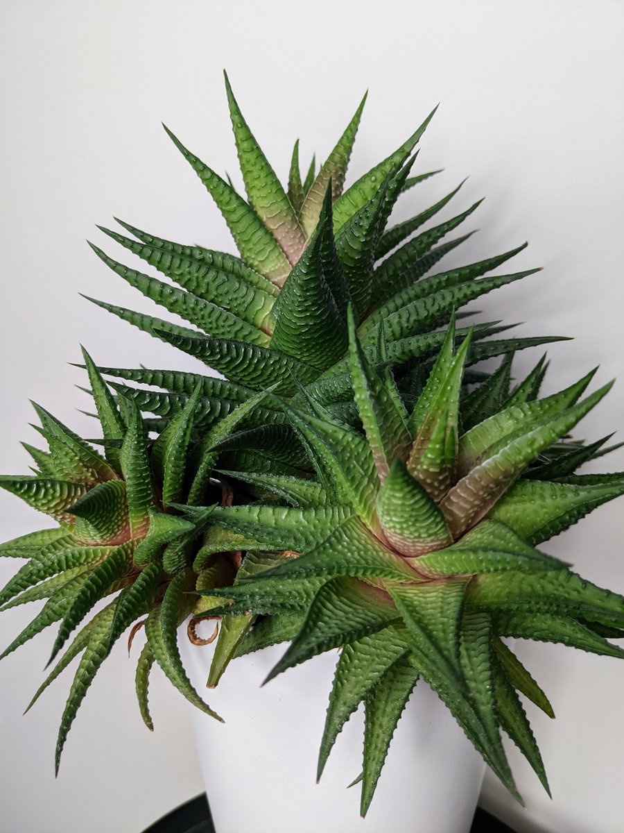 OurHousePlants's tweet photo. #Haworthia/#Haworthiopsis don't need much maintenance or care and can go many weeks without water if required. They're cute looking small #succulent #plants that can be grown in many locations around your home. Good #houseplants https://t.co/c2usW2s36J