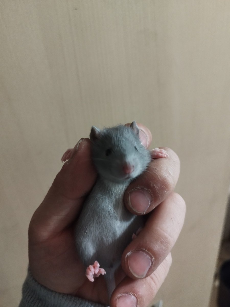 うちの子たちが可愛い盛りになってきた！
このまま死ぬまで可愛い盛りだけど